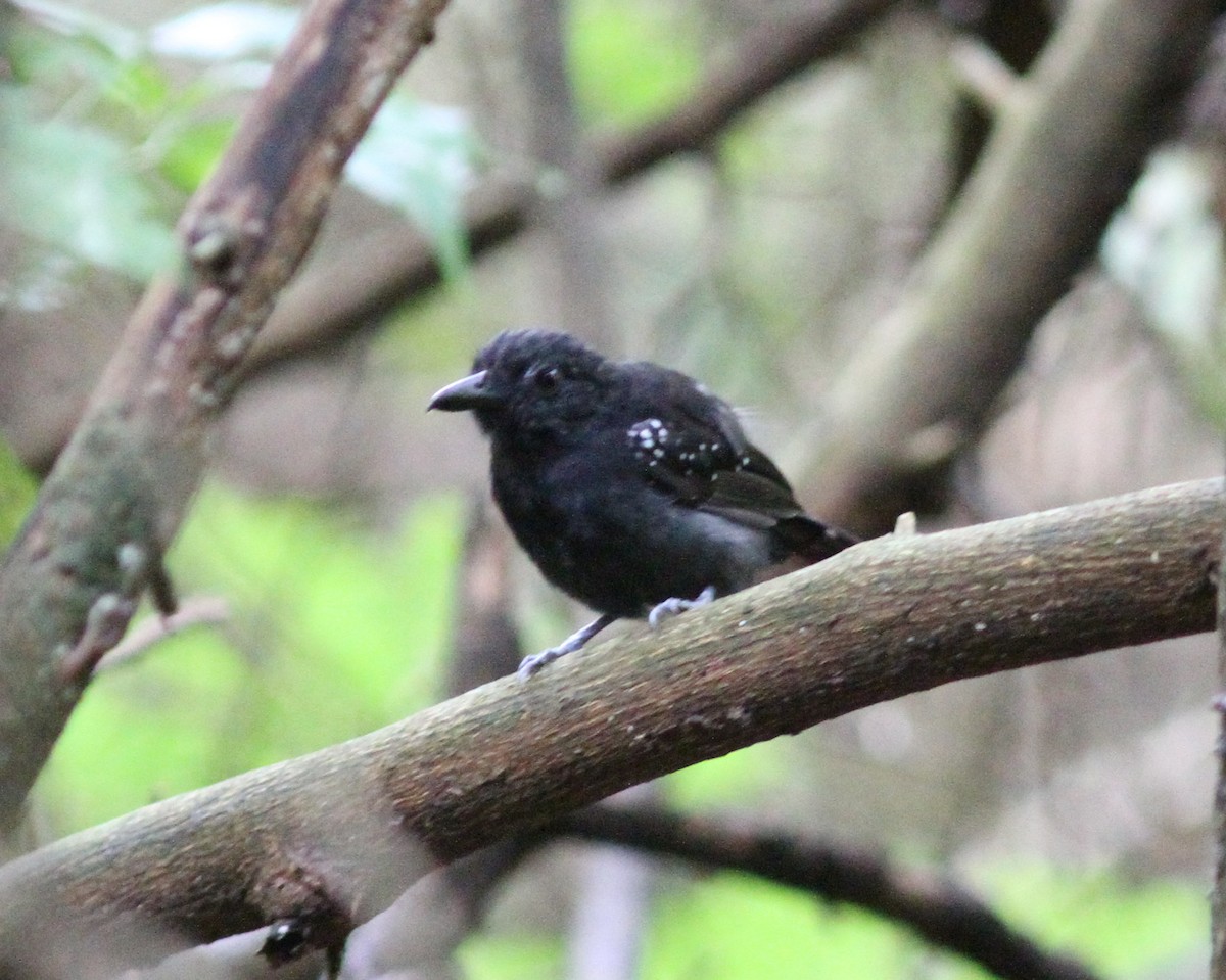 Black-hooded Antshrike - ML637672428