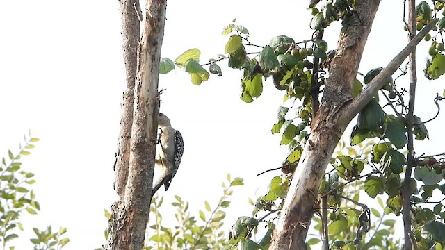 Red-bellied Woodpecker - ML637672508