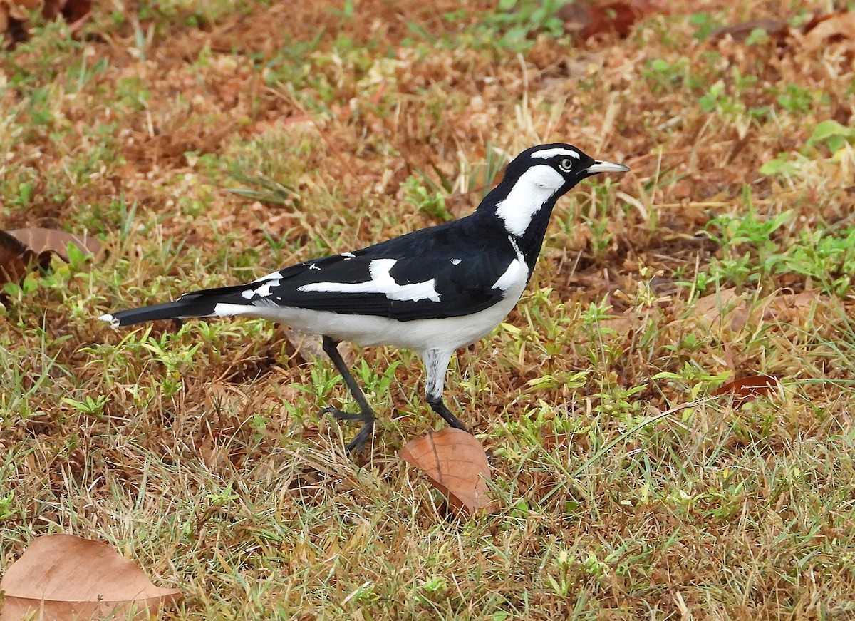 Magpie-lark - ML637672513