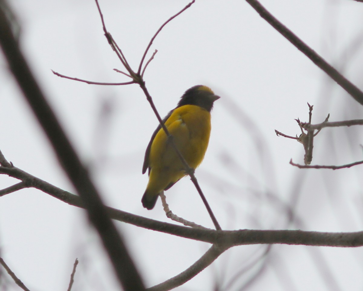 Scrub Euphonia - ML637672589