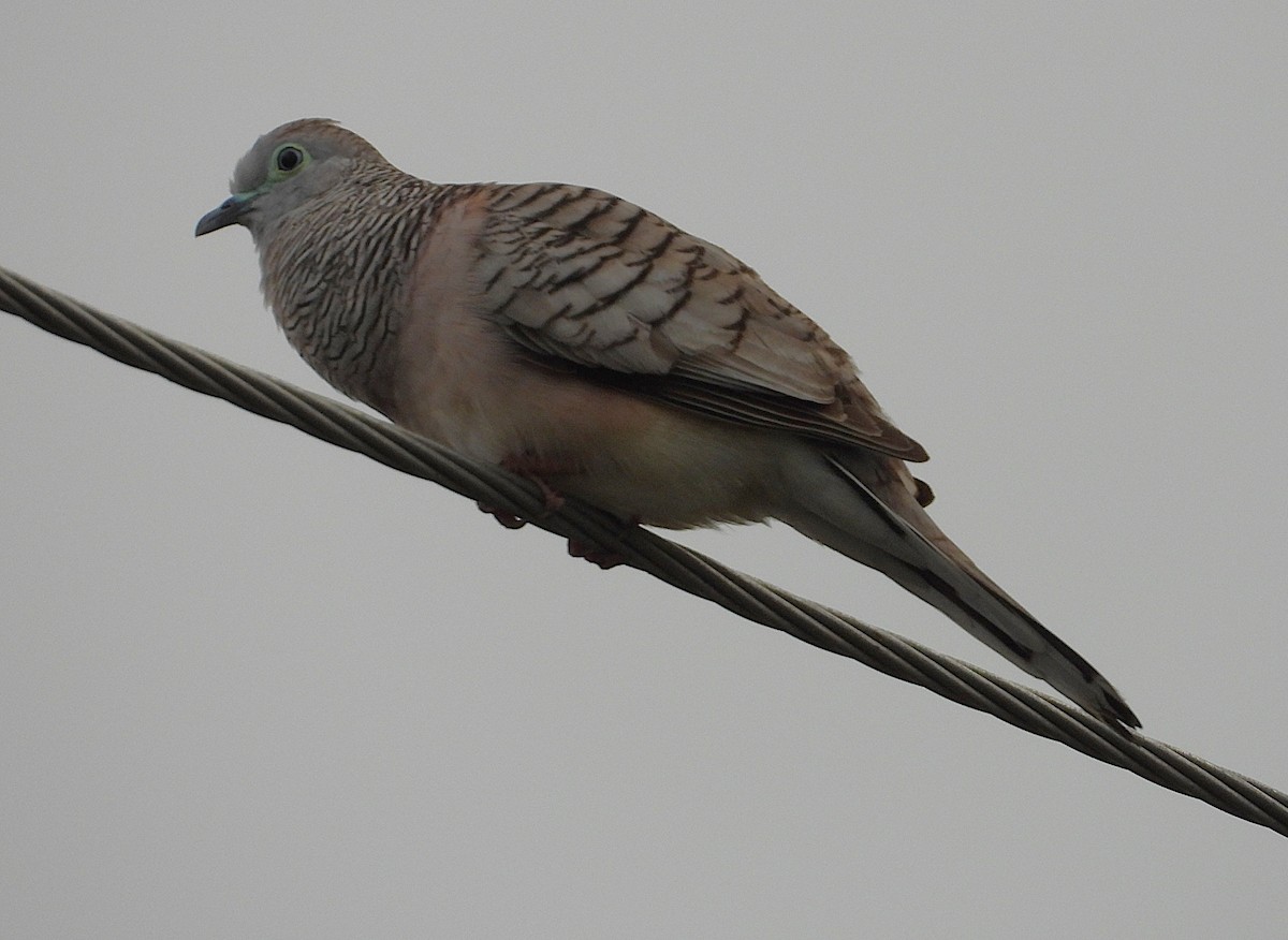 Peaceful Dove - ML637672616