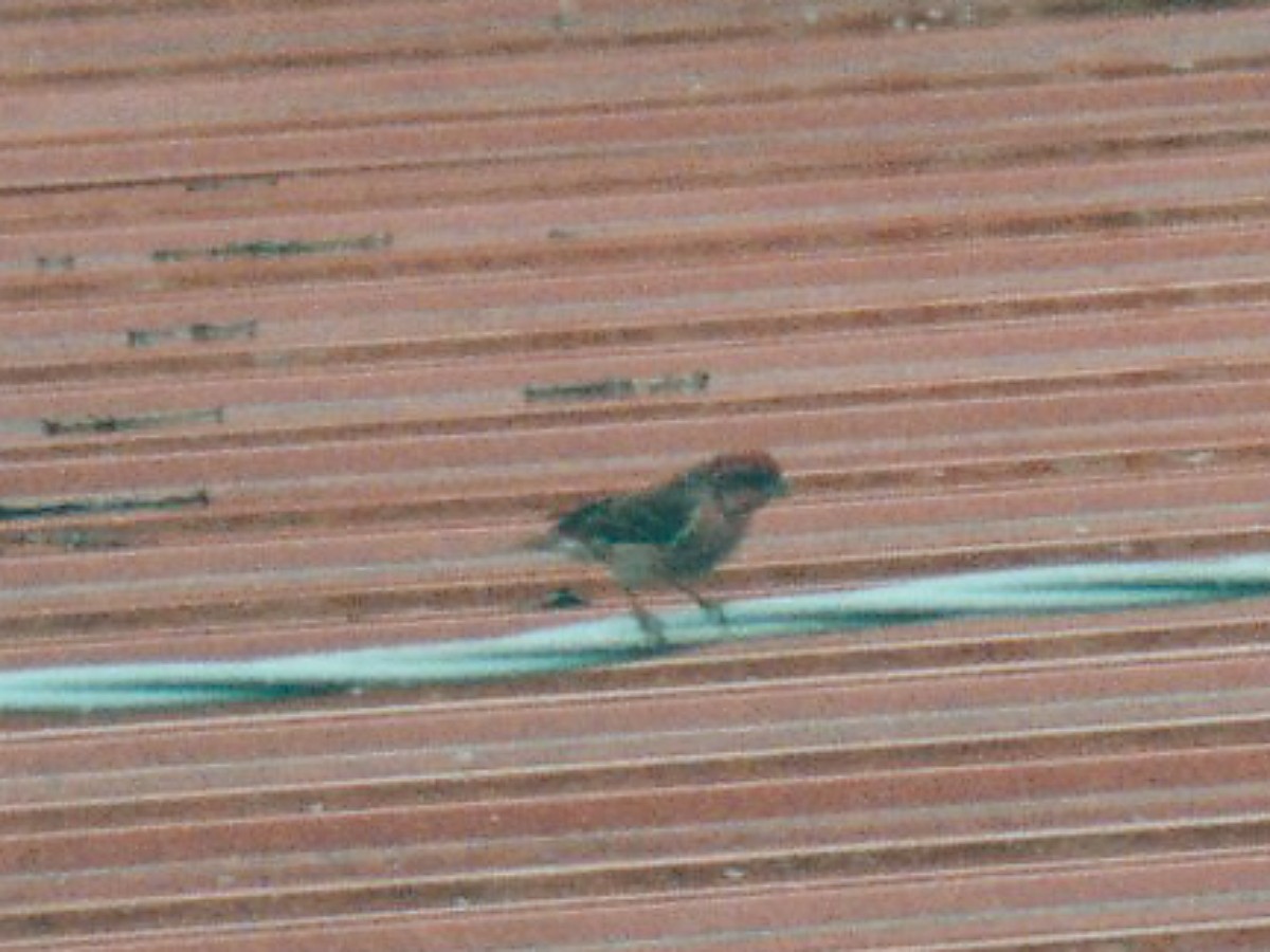 Purpurgimpel - ML637672677