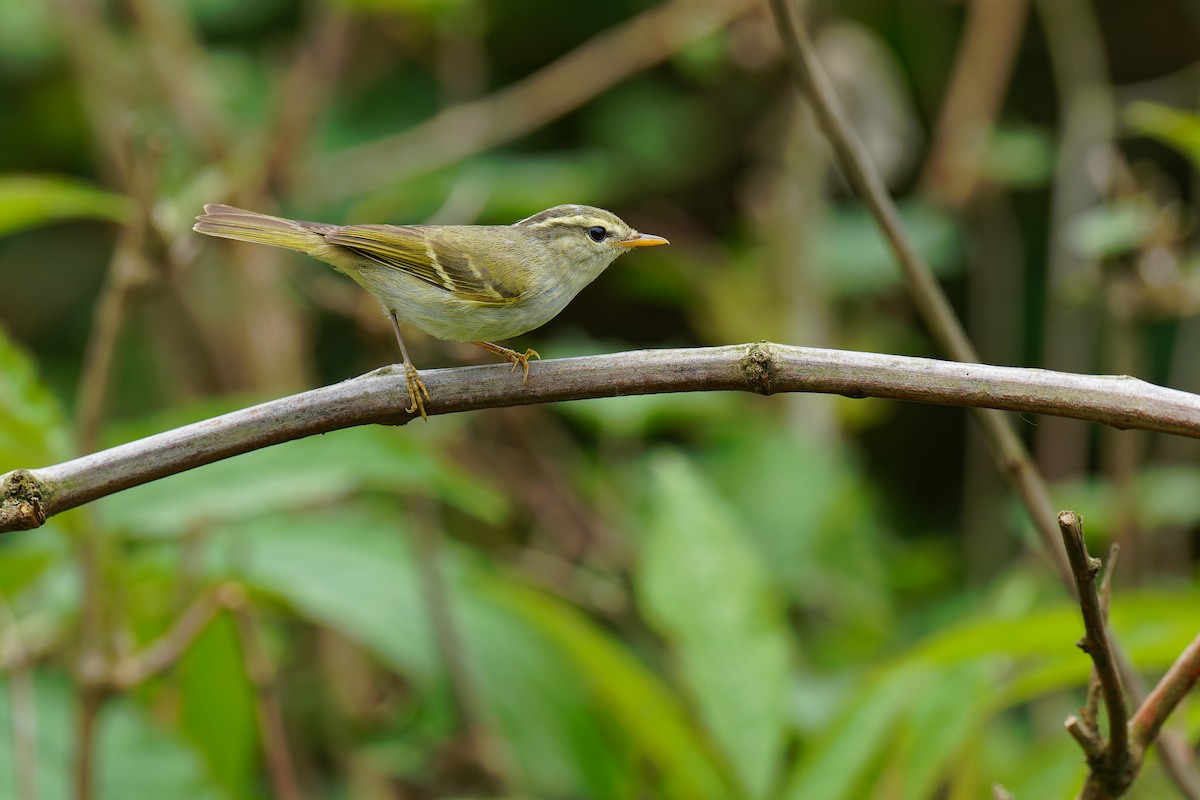 Blyth's Leaf Warbler - ML637672695
