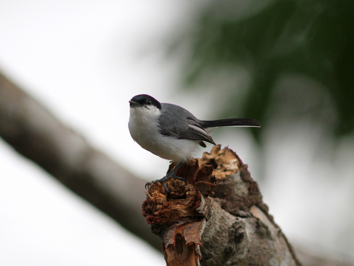 White-lored Gnatcatcher - ML637672696