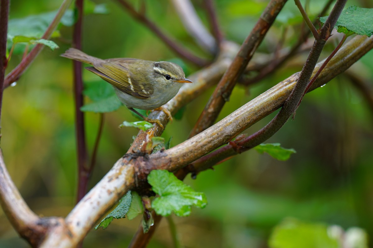 Blyth's Leaf Warbler - ML637672701