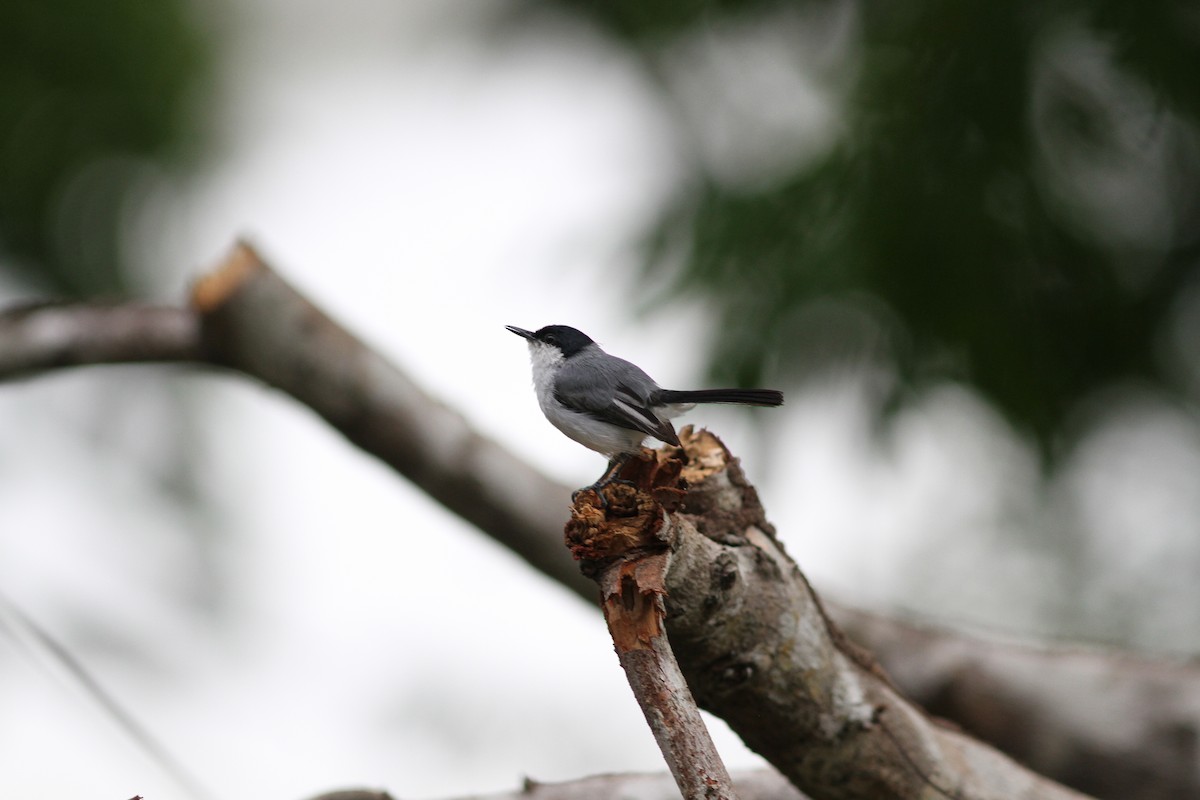 White-lored Gnatcatcher - ML637672708