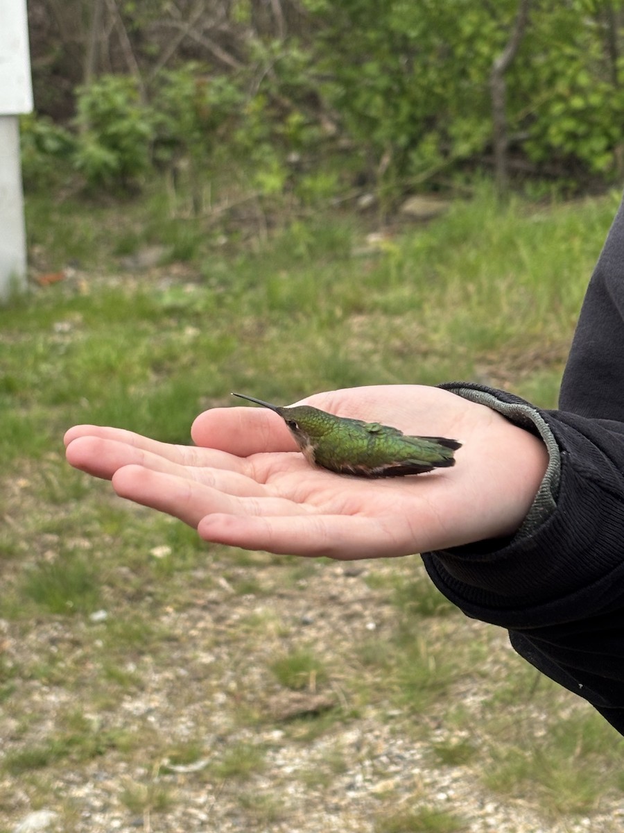 Ruby-throated Hummingbird - ML637672722