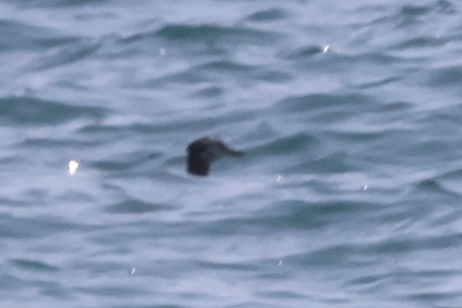 Red-necked Grebe - ML637672743