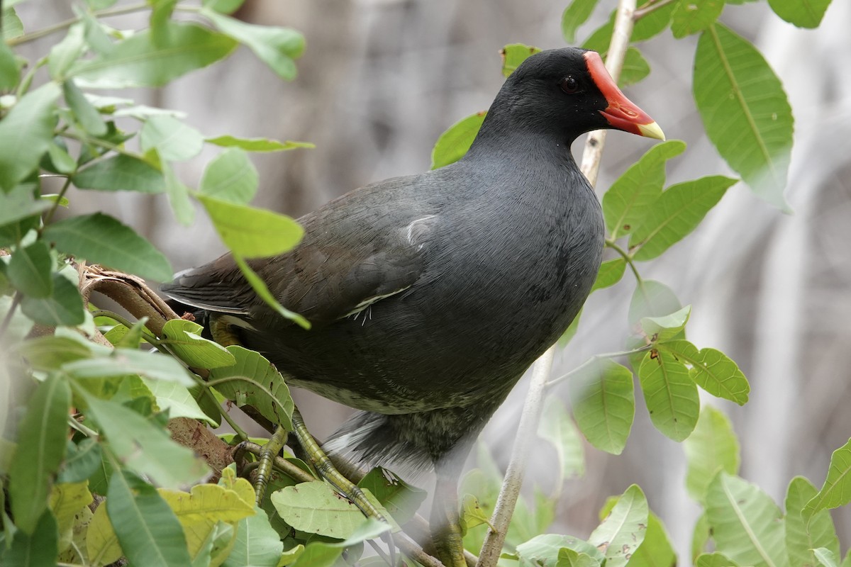 Common Gallinule - ML637672765