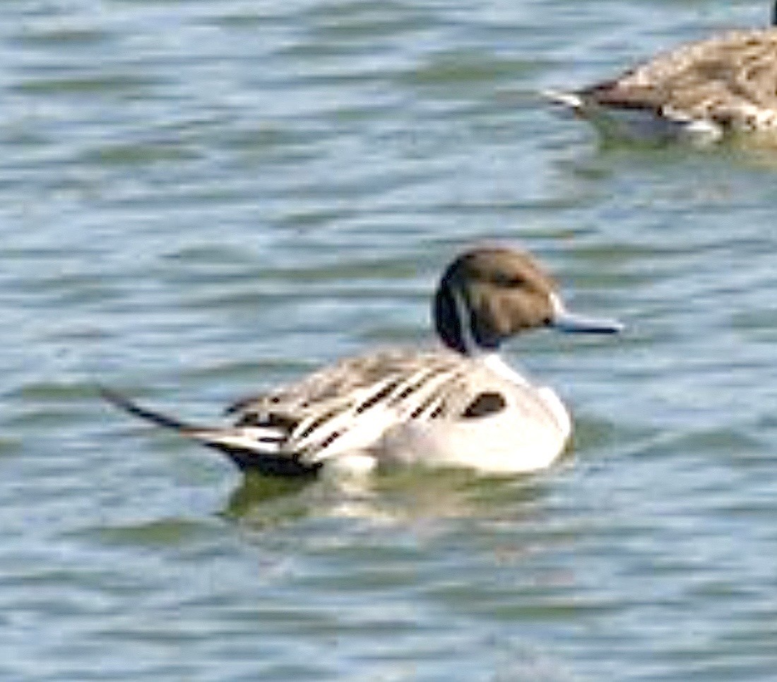 Northern Pintail - ML637672769