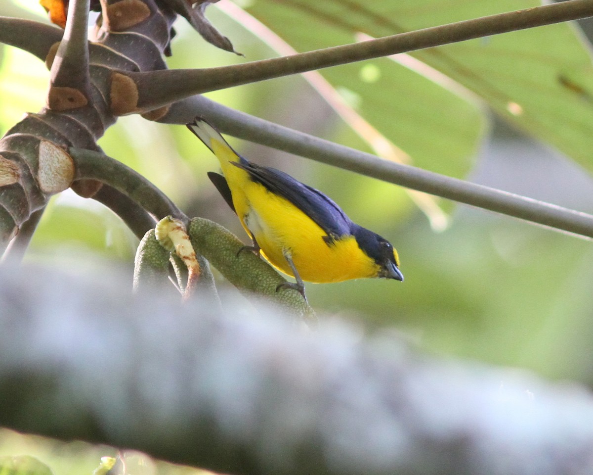 Yellow-throated Euphonia - ML637672781