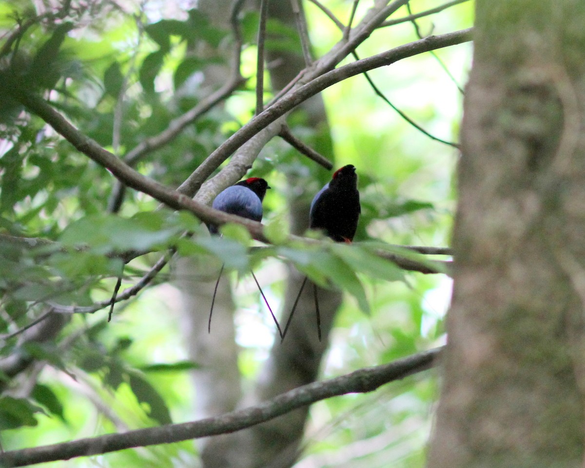 Long-tailed Manakin - ML637672838