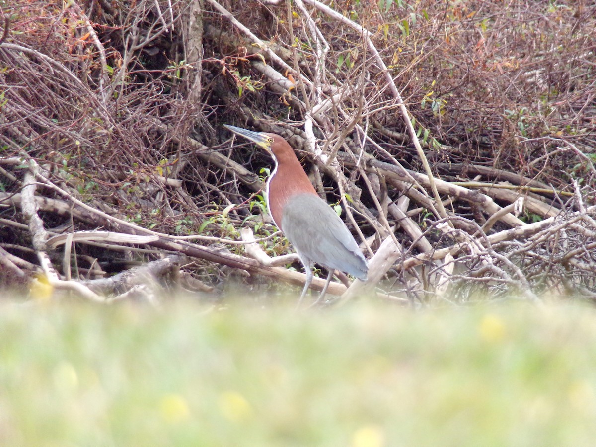 Cocoi Heron - ML637672866