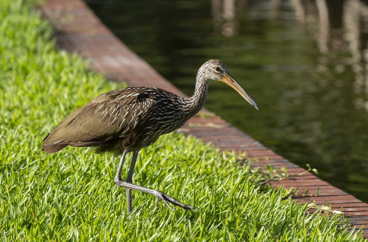 Limpkin - ML637672874
