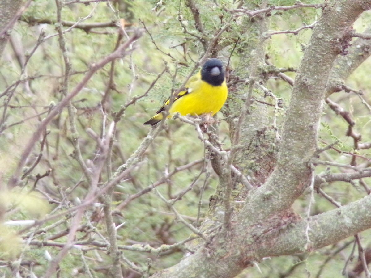 Hooded Siskin - ML637672885