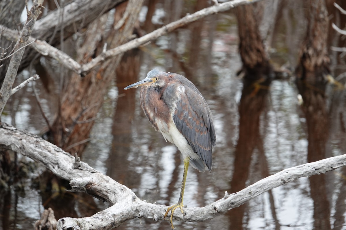 Tricolored Heron - ML637672887