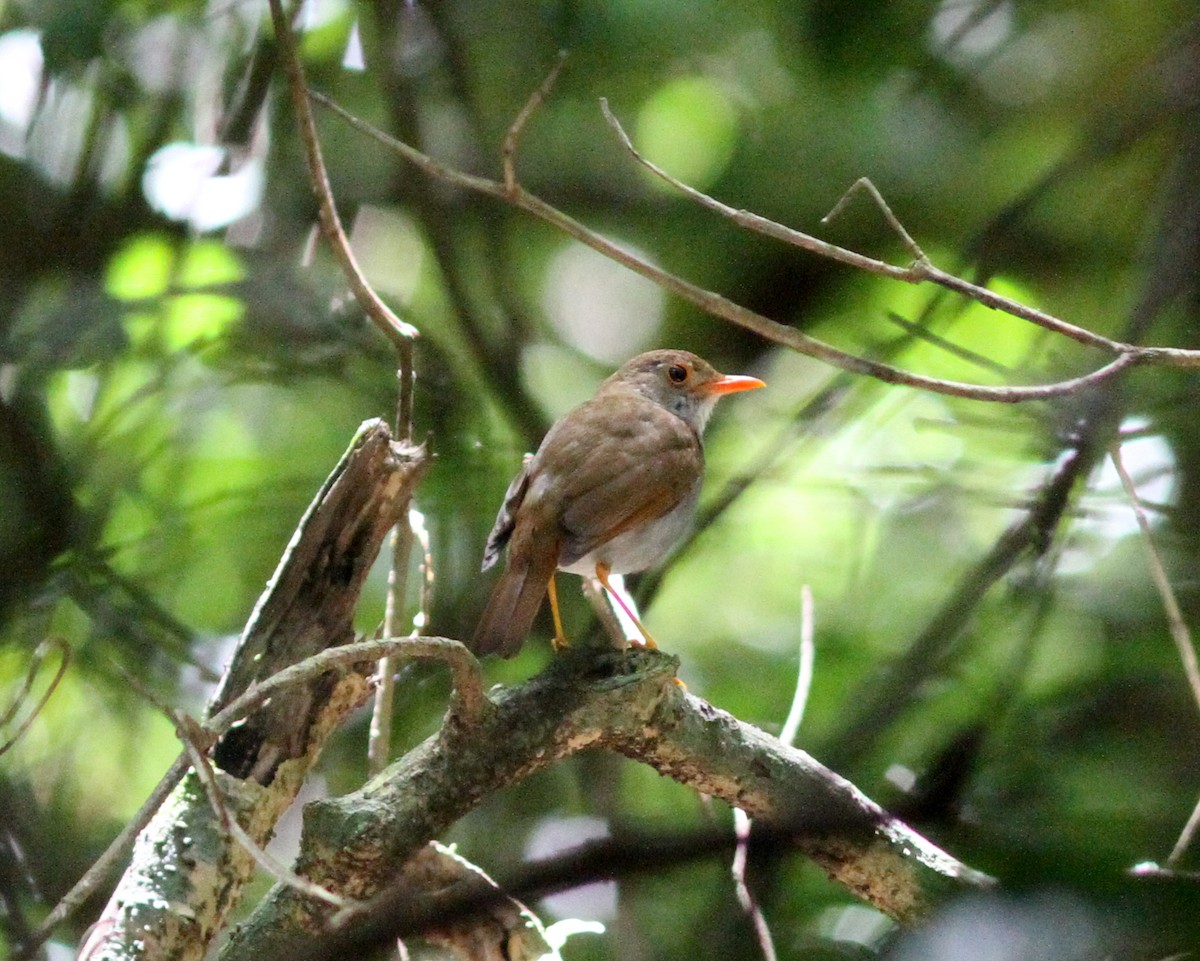 Orange-billed Nightingale-Thrush - ML637672890