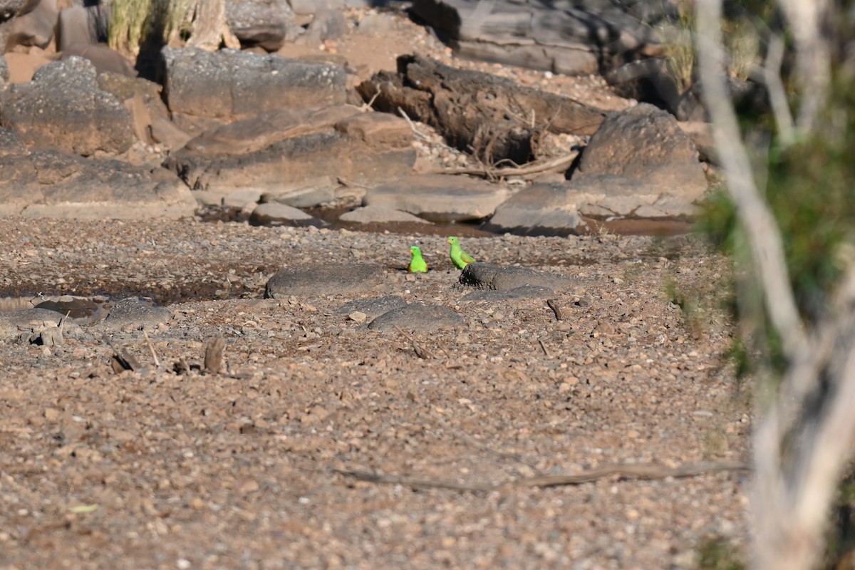 Red-winged Parrot - ML637672925