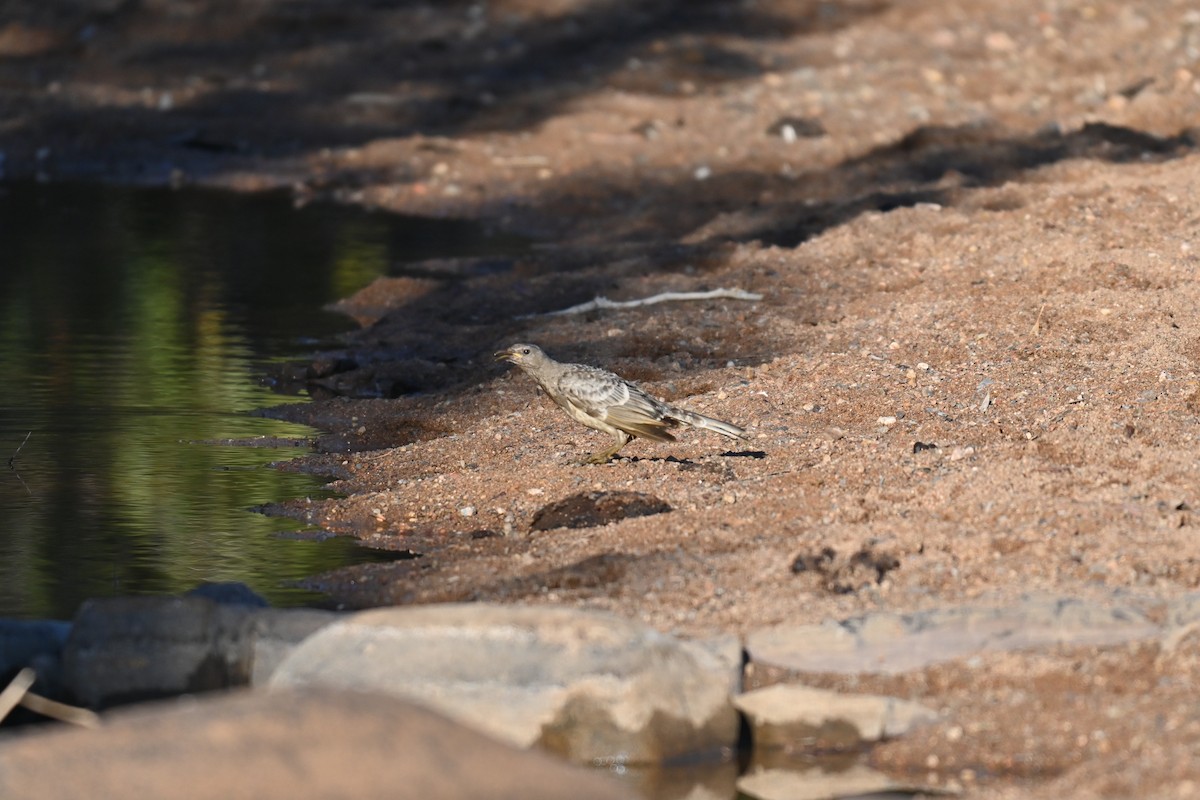 Great Bowerbird - ML637672929