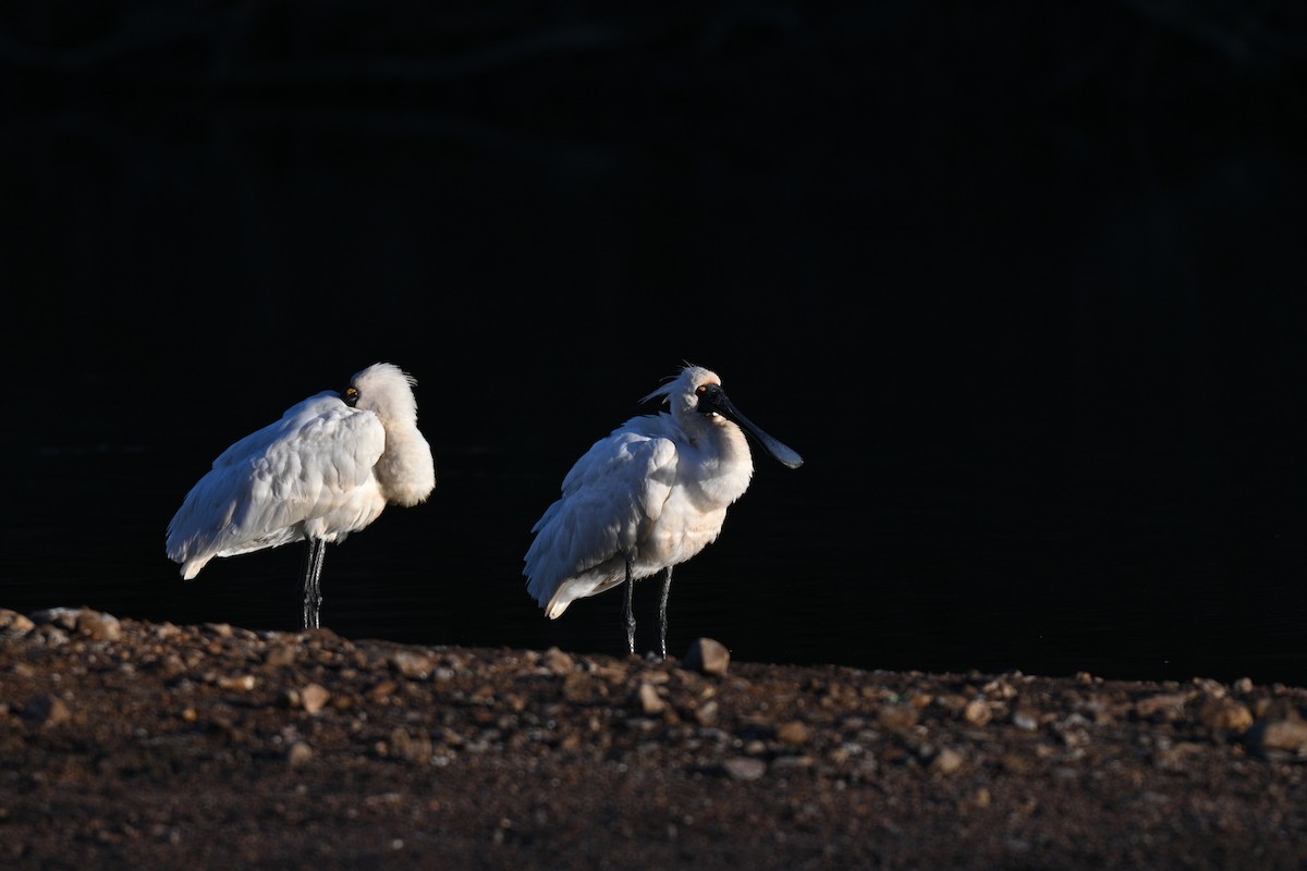 Royal Spoonbill - ML637672945