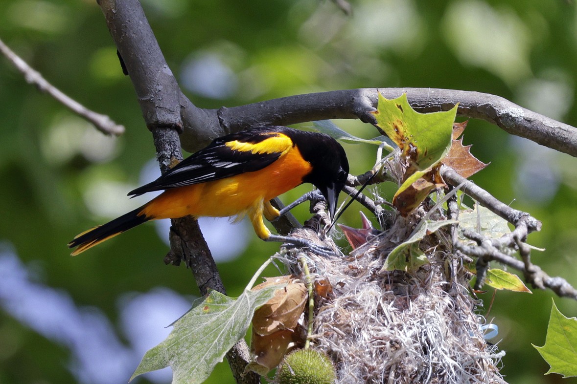 Baltimore Oriole - ML637672951