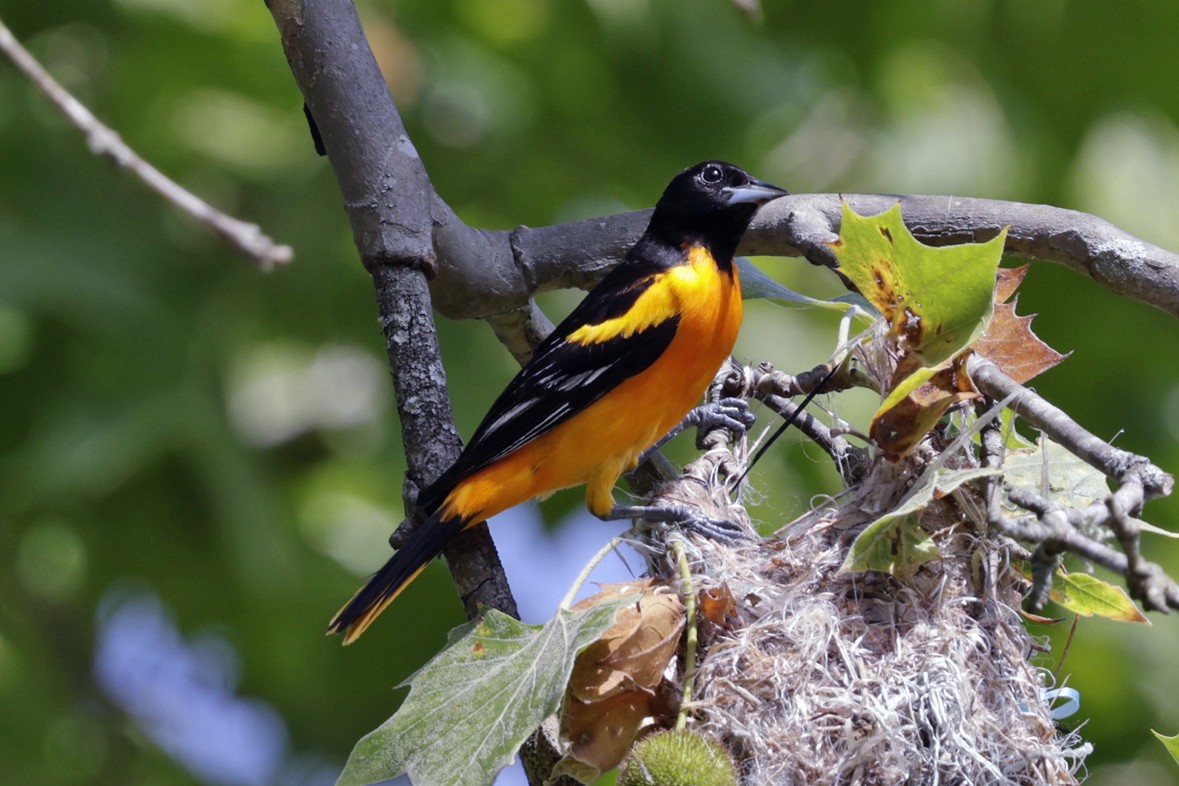 Baltimore Oriole - ML637672969