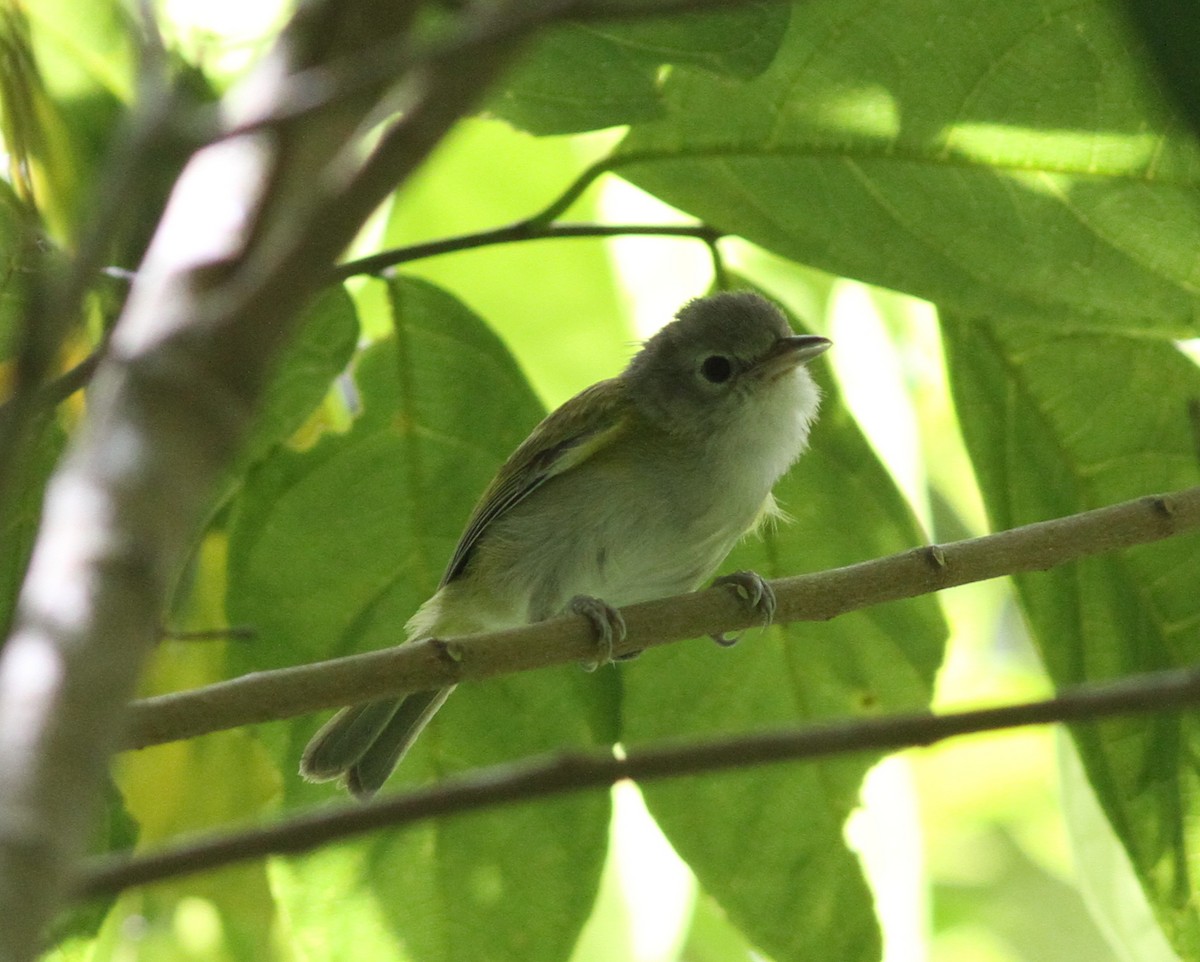 Lesser Greenlet - ML637672978