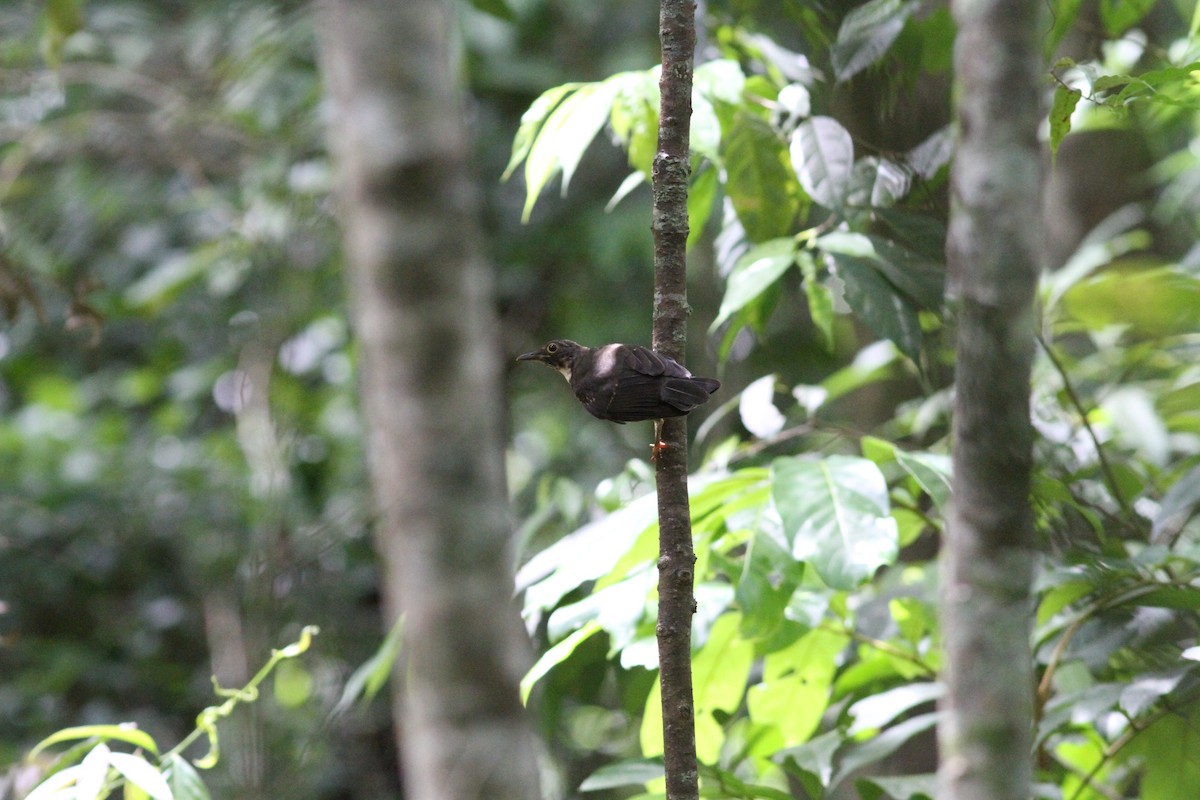White-throated Thrush - ML637672999