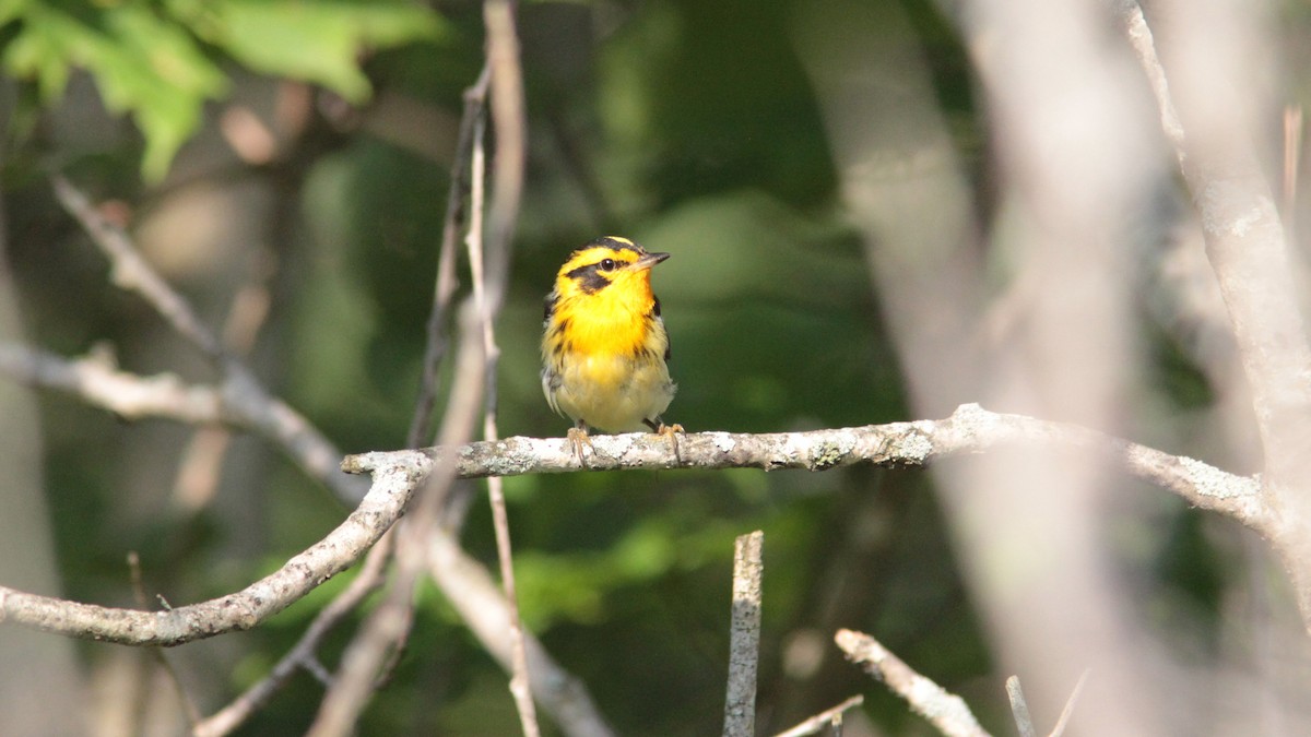 Blackburnian Warbler - ML63767301