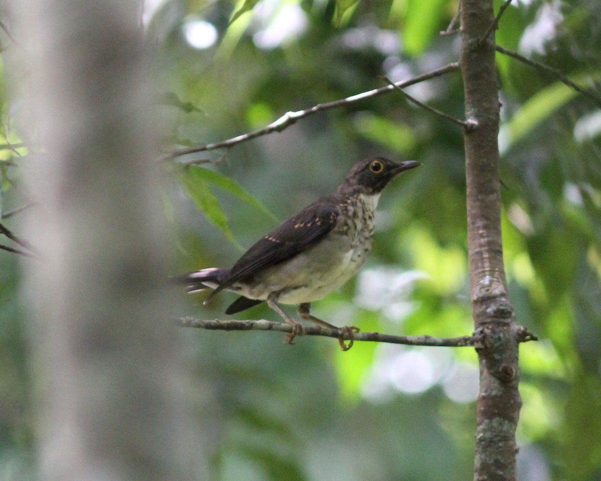 White-throated Thrush - ML637673014