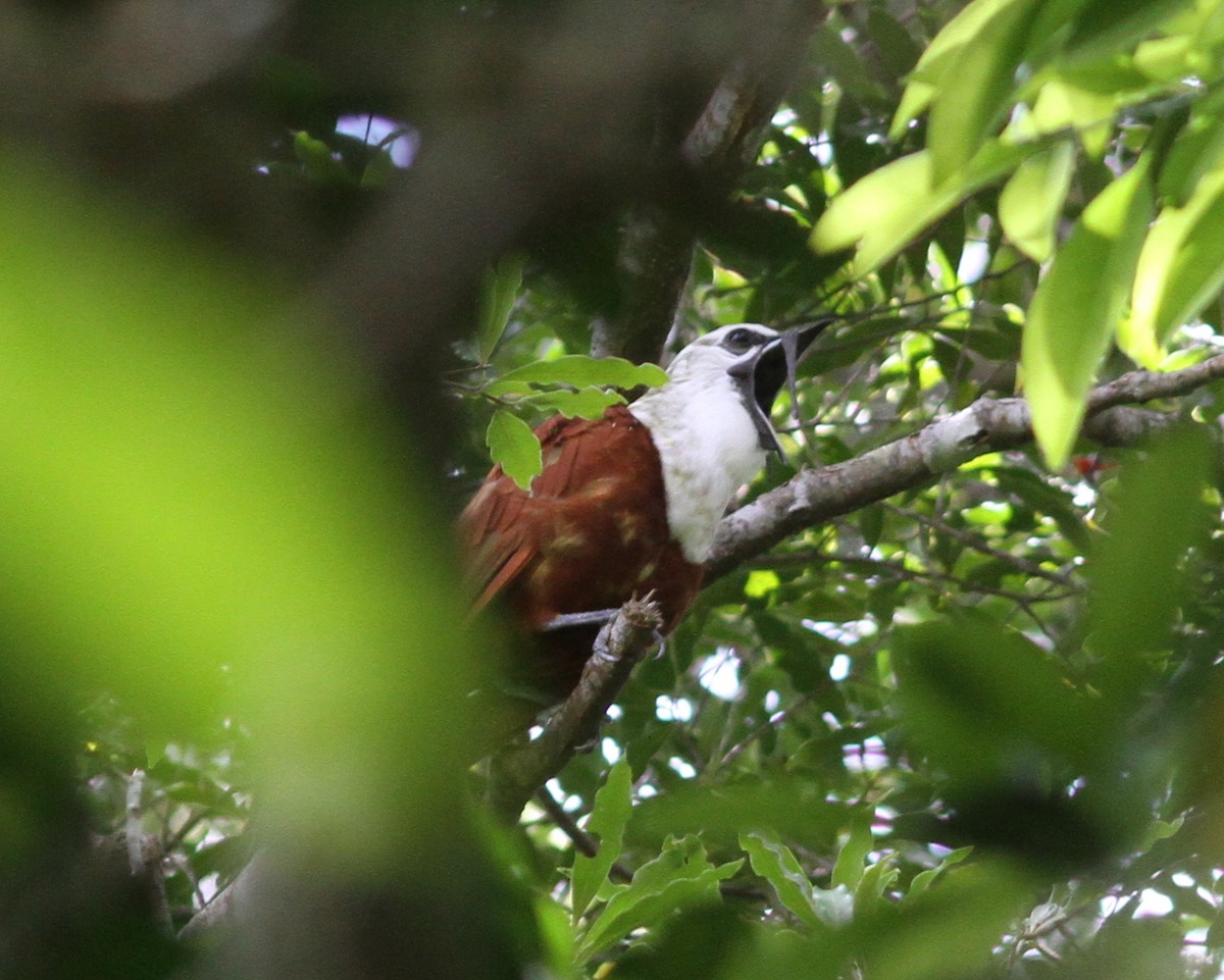 Three-wattled Bellbird - ML637673046