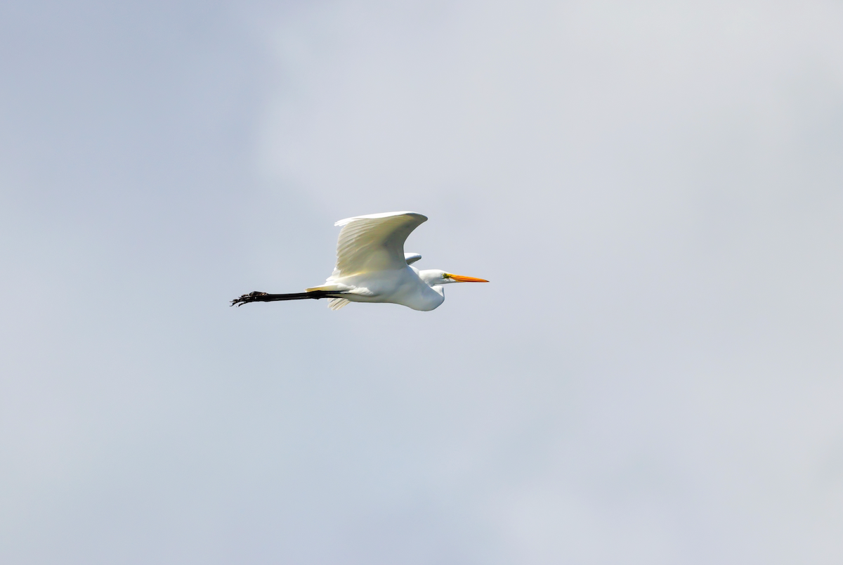 Цасч дэглий - ML637673080