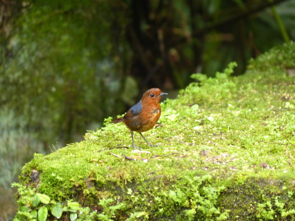 Bornean Shortwing - ML637673082