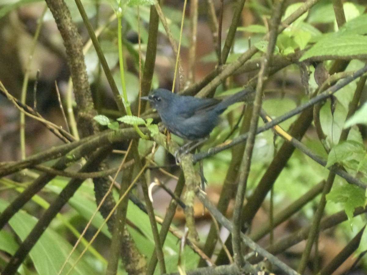Bornean Shortwing - ML637673083