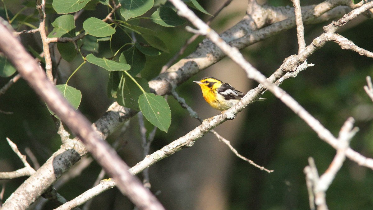 Blackburnian Warbler - ML63767311