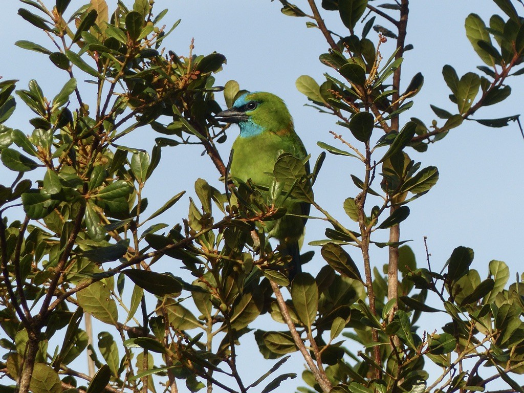 Golden-naped Barbet - ML637673137