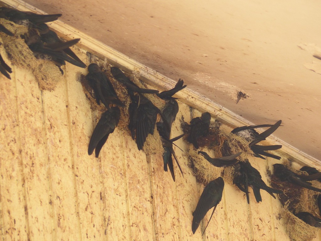 Plume-toed Swiftlet - ML637673187
