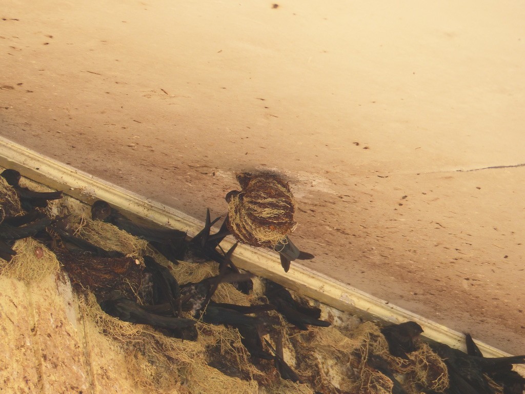 Plume-toed Swiftlet - ML637673191