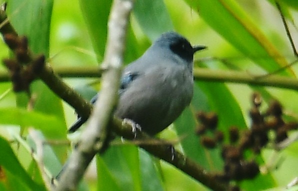 Prachtsibia - ML637673216