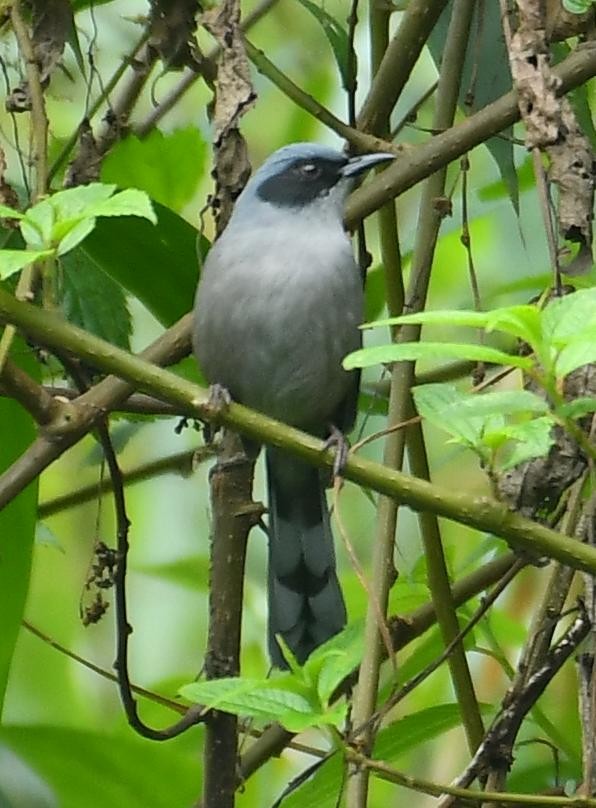 Prachtsibia - ML637673217