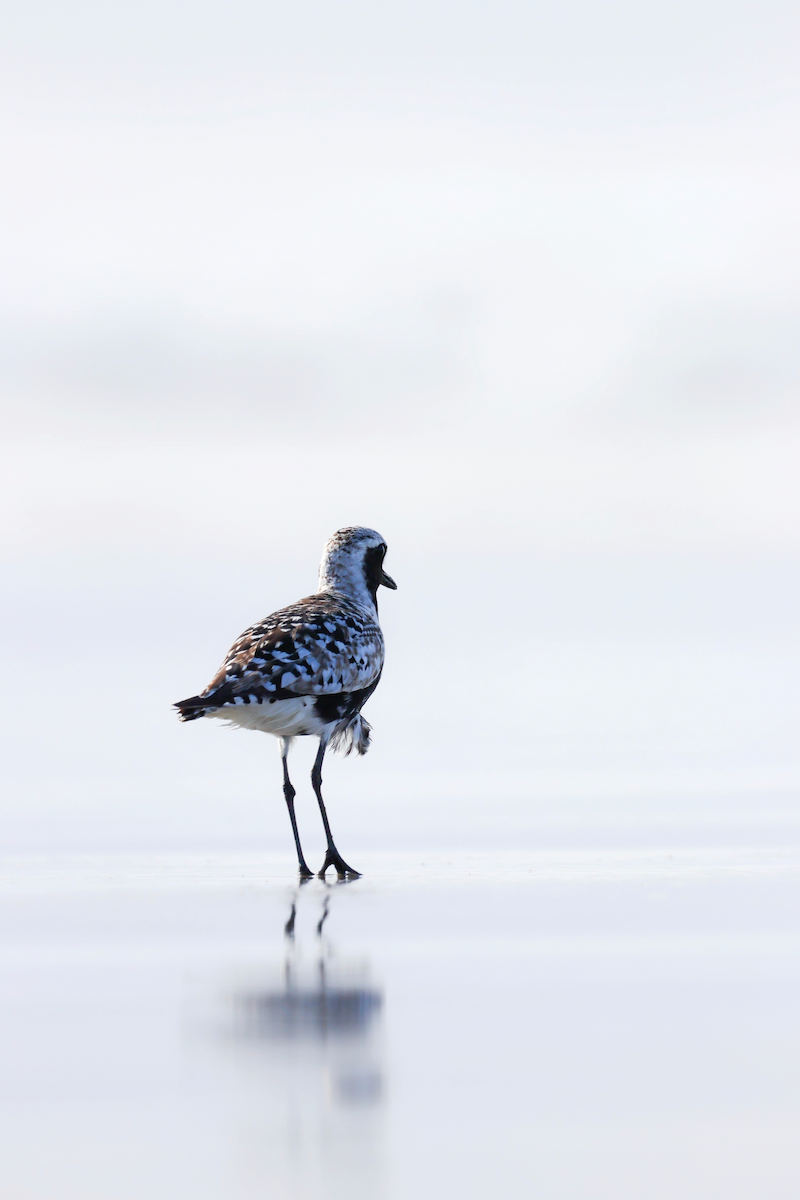 Black-bellied Plover - ML637673260