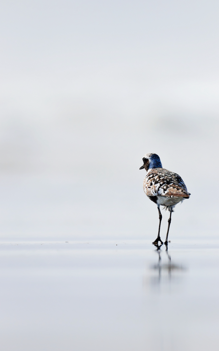 Black-bellied Plover - ML637673261
