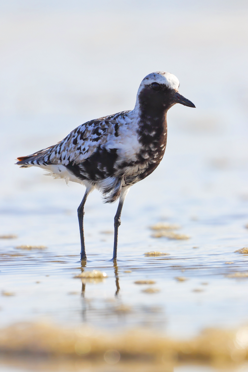 Black-bellied Plover - ML637673262
