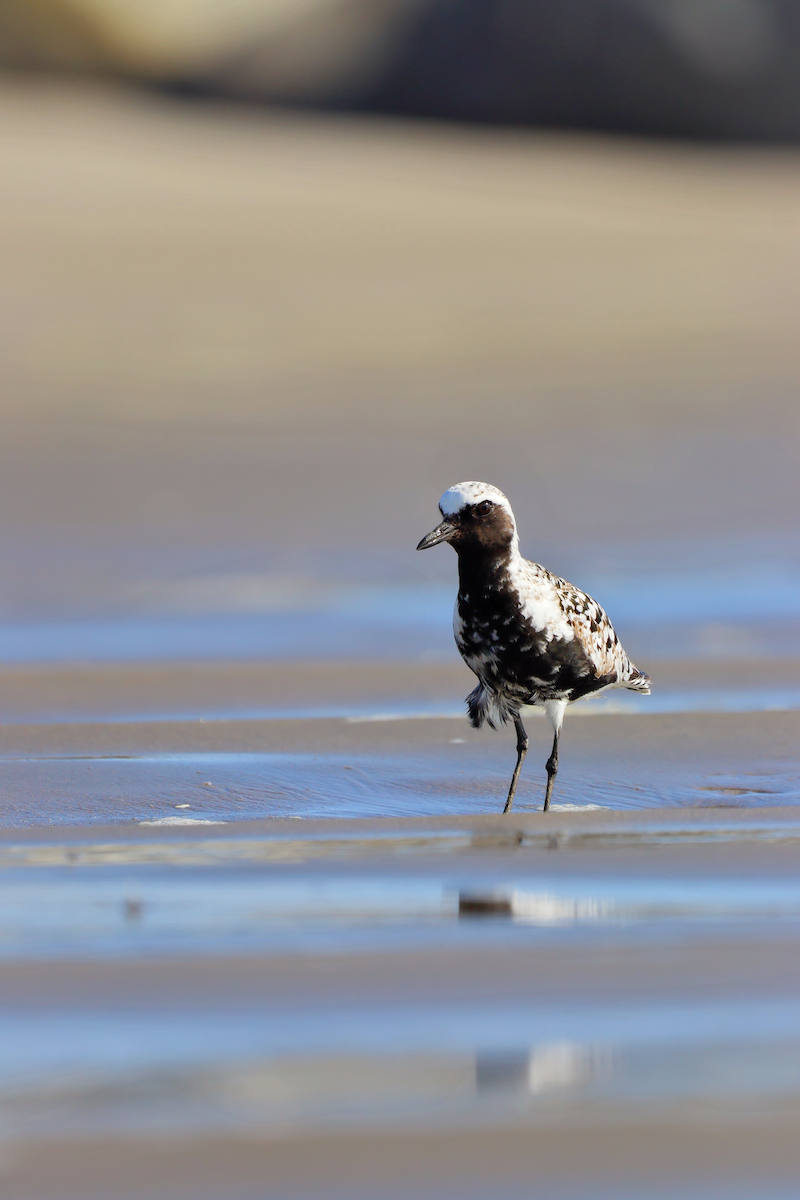 Black-bellied Plover - ML637673263