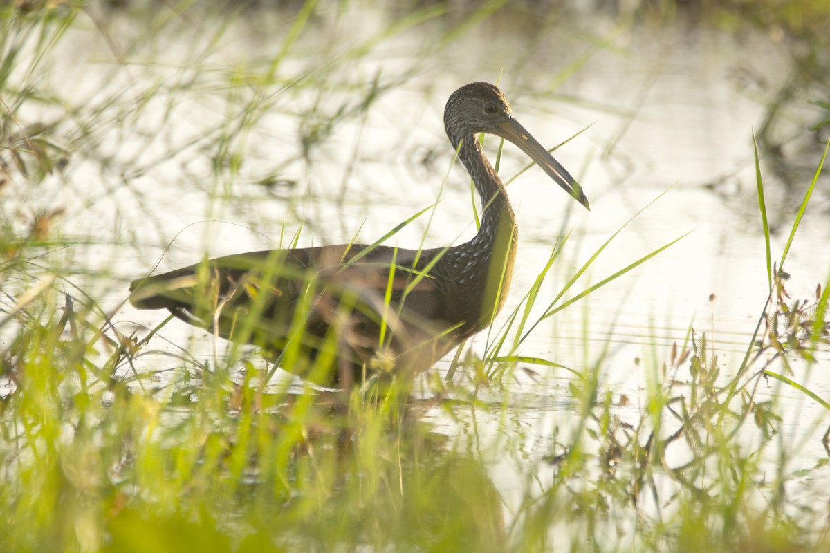Limpkin - ML637673265