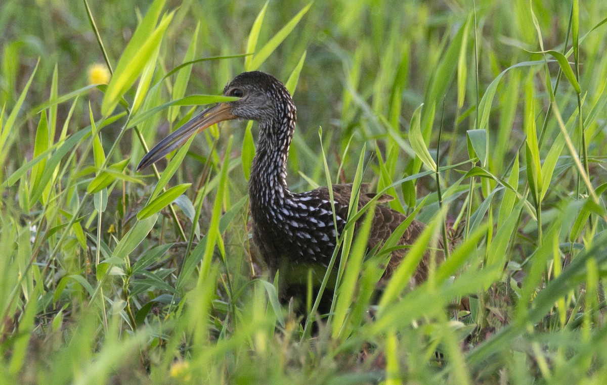 Limpkin - ML637673266