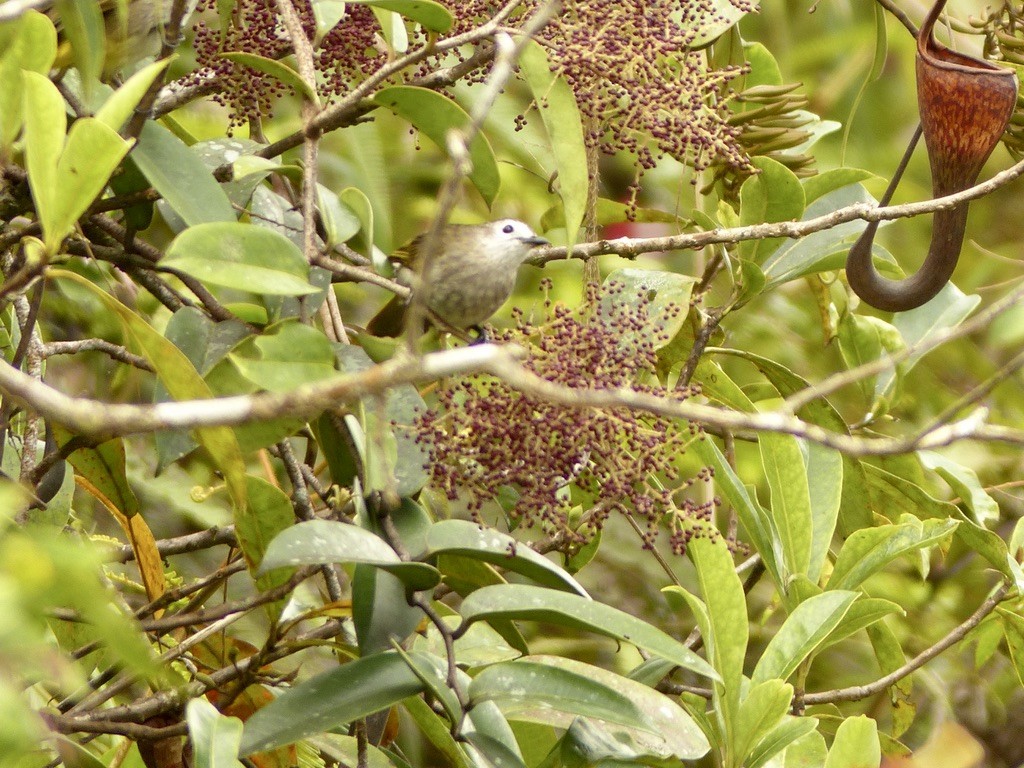 Pale-faced Bulbul - ML637673270