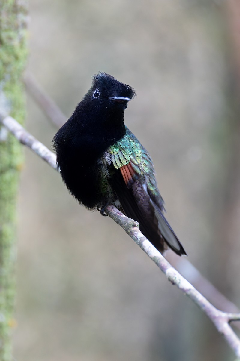 Black-bellied Hummingbird - ML637673348