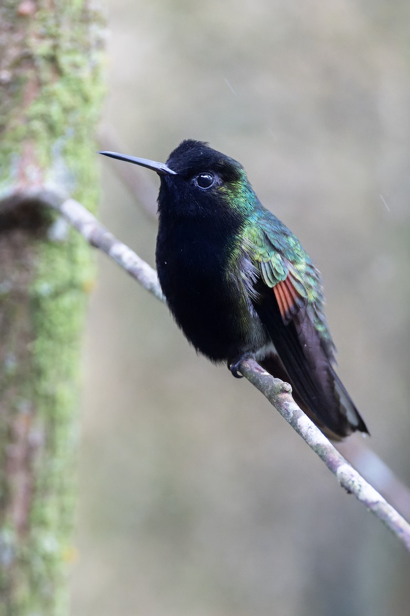 Black-bellied Hummingbird - ML637673349
