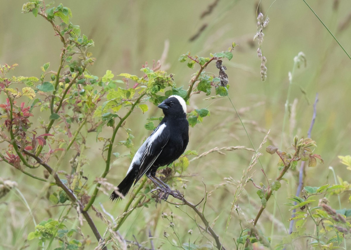 Bobolink - ML637673376
